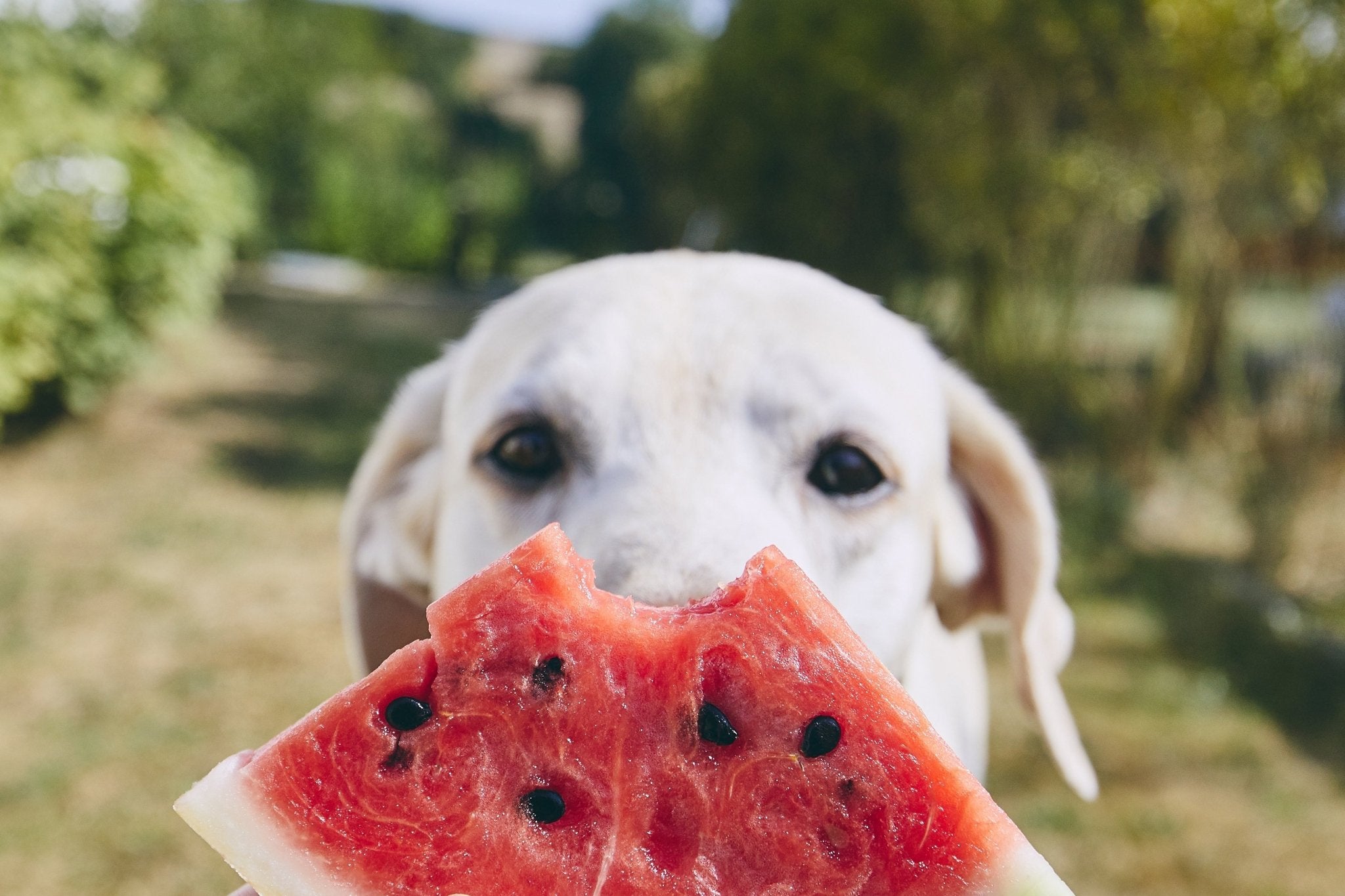 Ice Ice Baby! How To Make Your Own Doggie Ice Cream! - AniForte UK