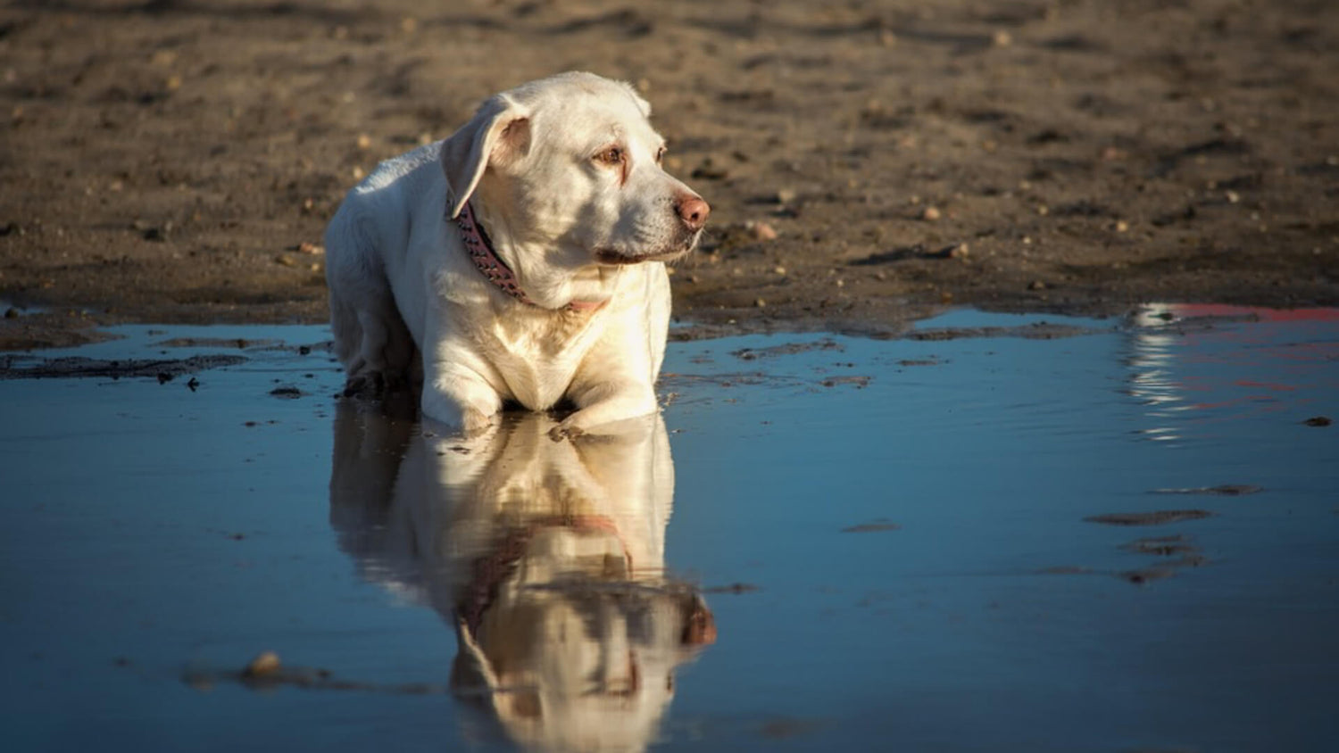 Is it safe for dogs to drink out of puddles? - Vet interview - AniForte UK