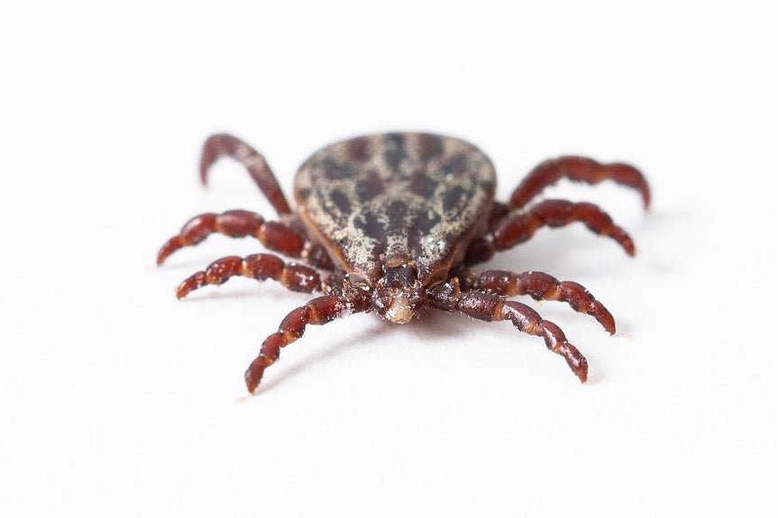 Is Winter Becoming Tick Season as Well? - Meadow Ticks Continue to Spread - AniForte UK