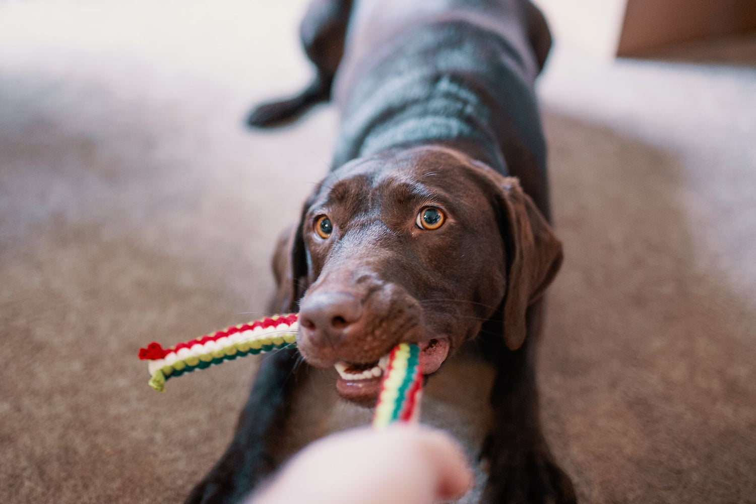 Keeping Your Dog Busy - Tips and Tricks for Playing Dog Games - AniForte UK