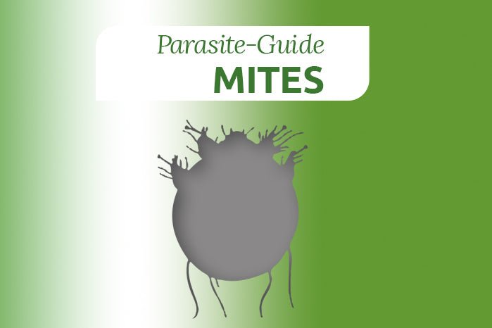Mites in Pets - AniForte UK