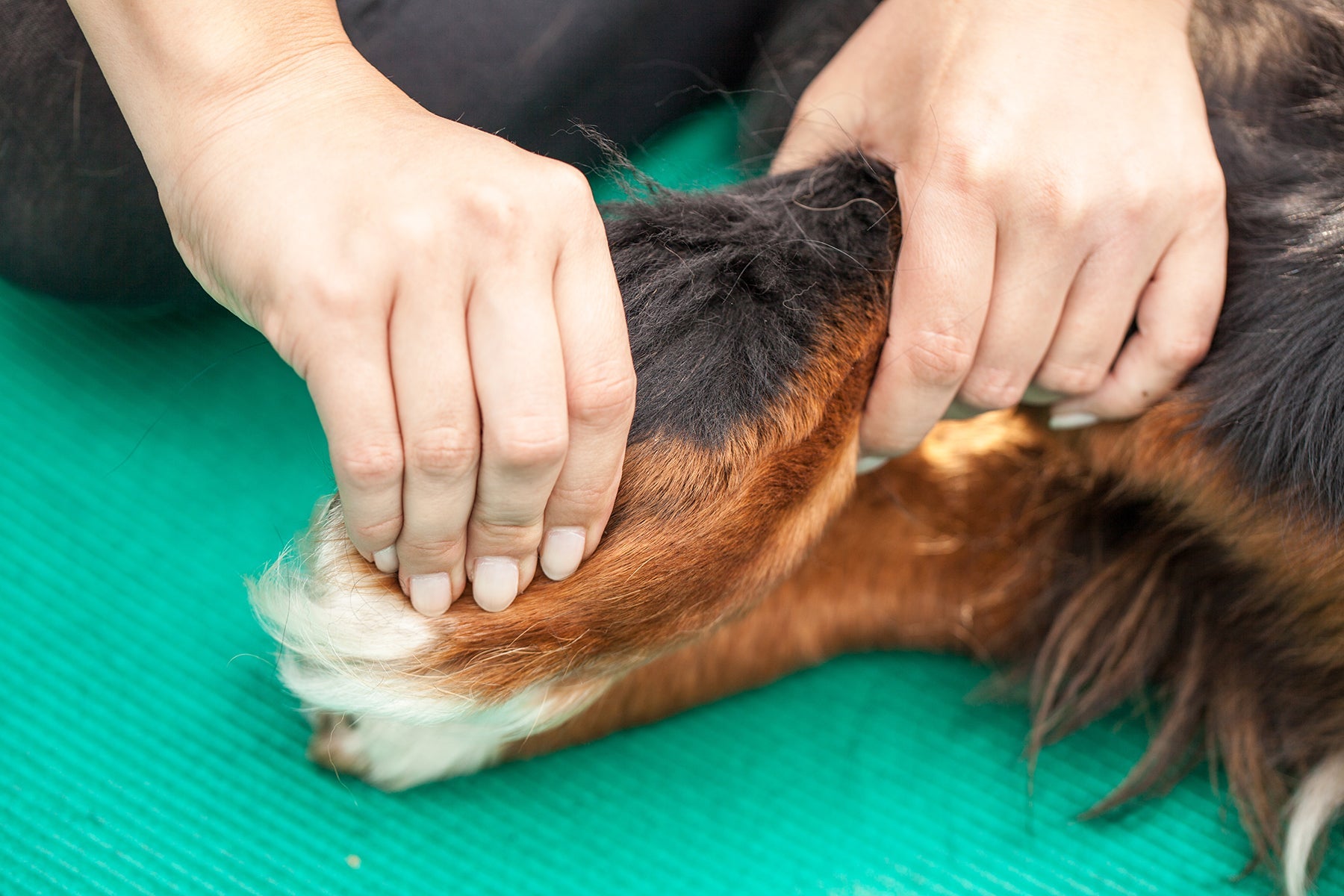 Movement Is Everything - How Animal Physiotherapy Can Help Your Pet - AniForte UK