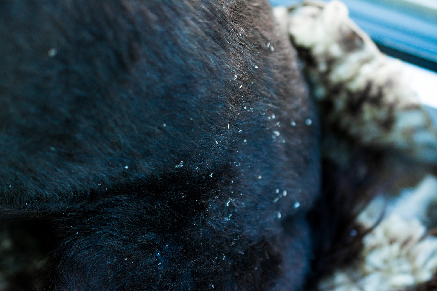 Dog Skin Issues and the Signs to Look Out For 9 https://www.aniforte.co.uk/cdn/shop/articles/my-dog-has-dandruff-causes-and-treatment-266529.jpg?v=1732121805