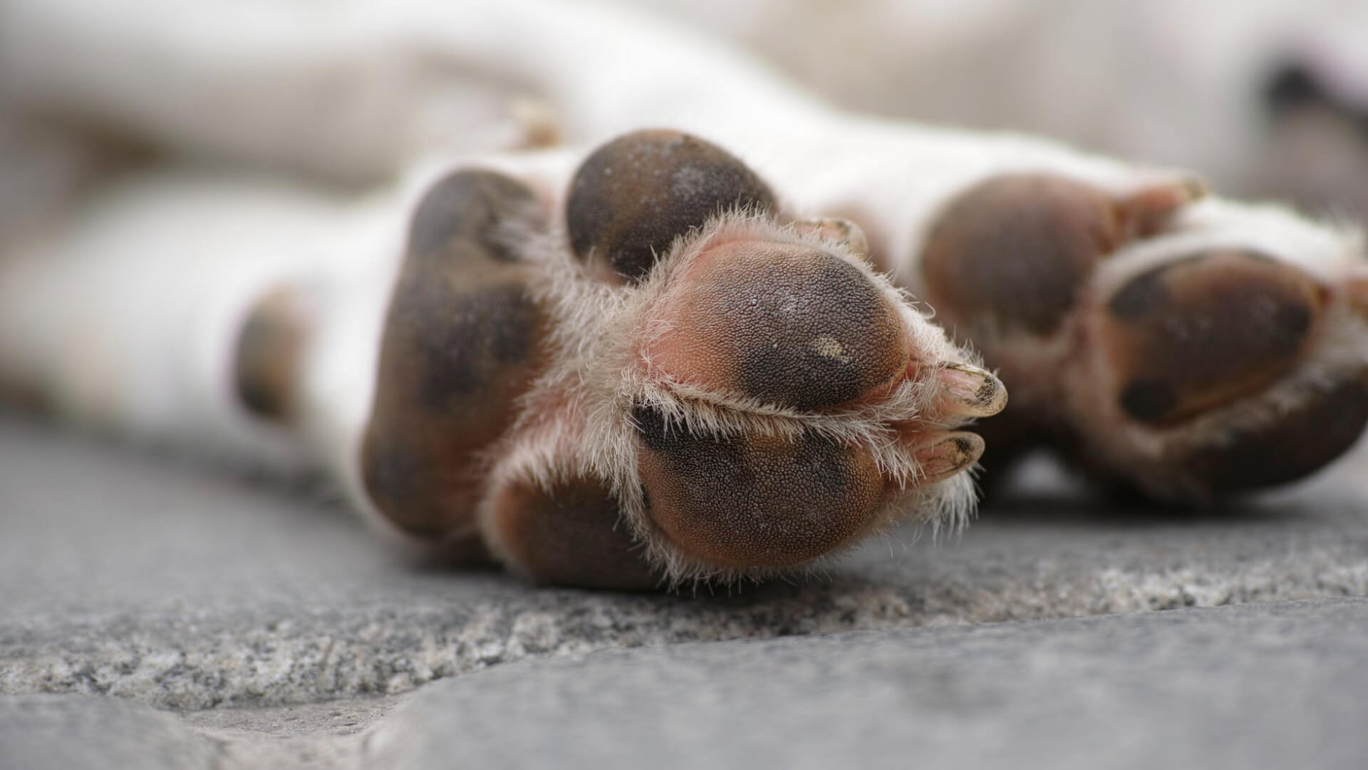 Paws - things you should know about dog paws - AniForte UK