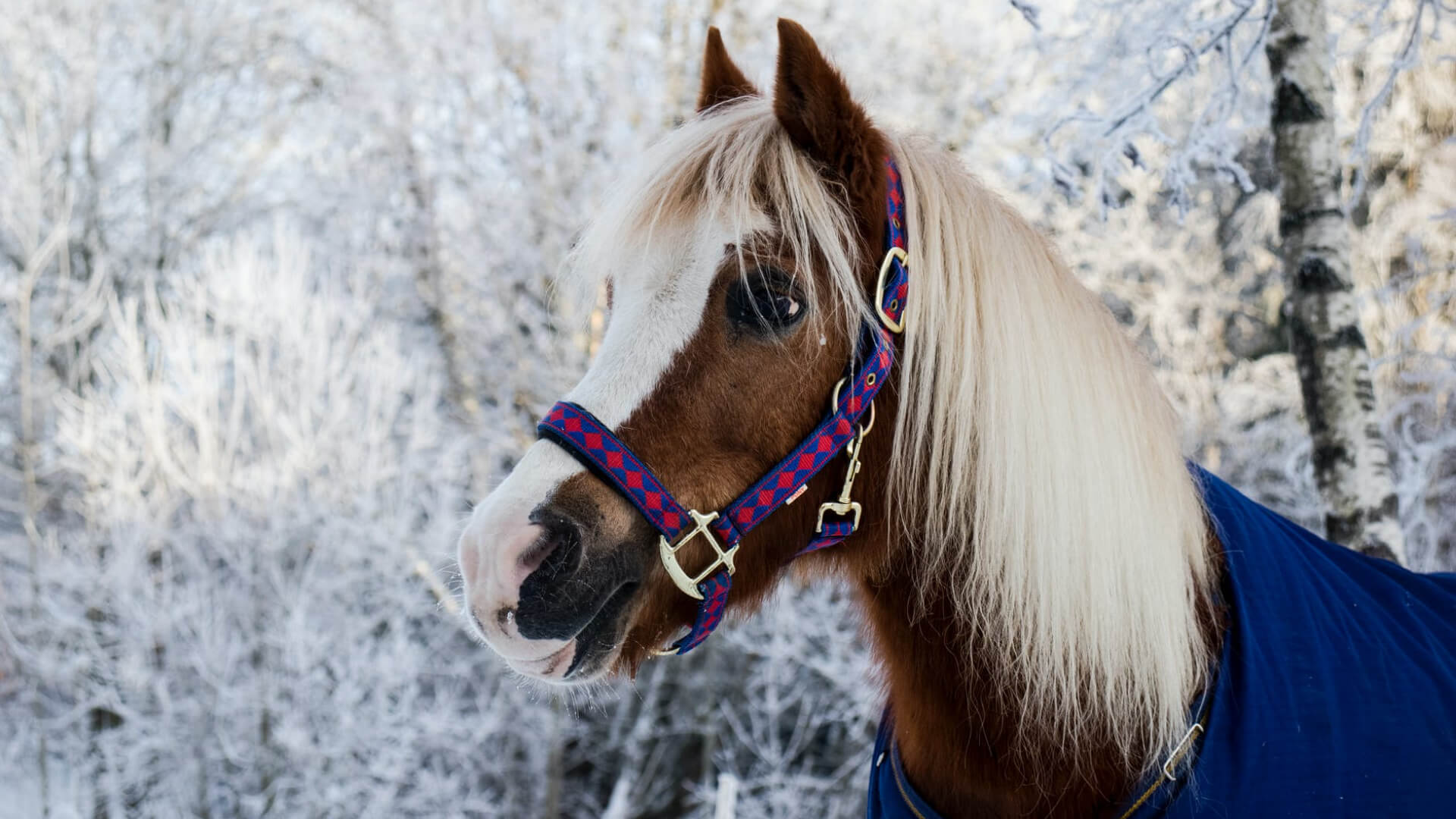 Pet Care Guide: Healthy Joints Make Healthy Horses in Winter - AniForte UK