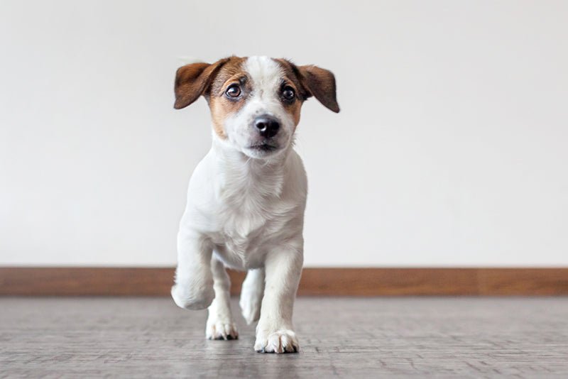 Puppy training – A conversation with our vet - AniForte UK
