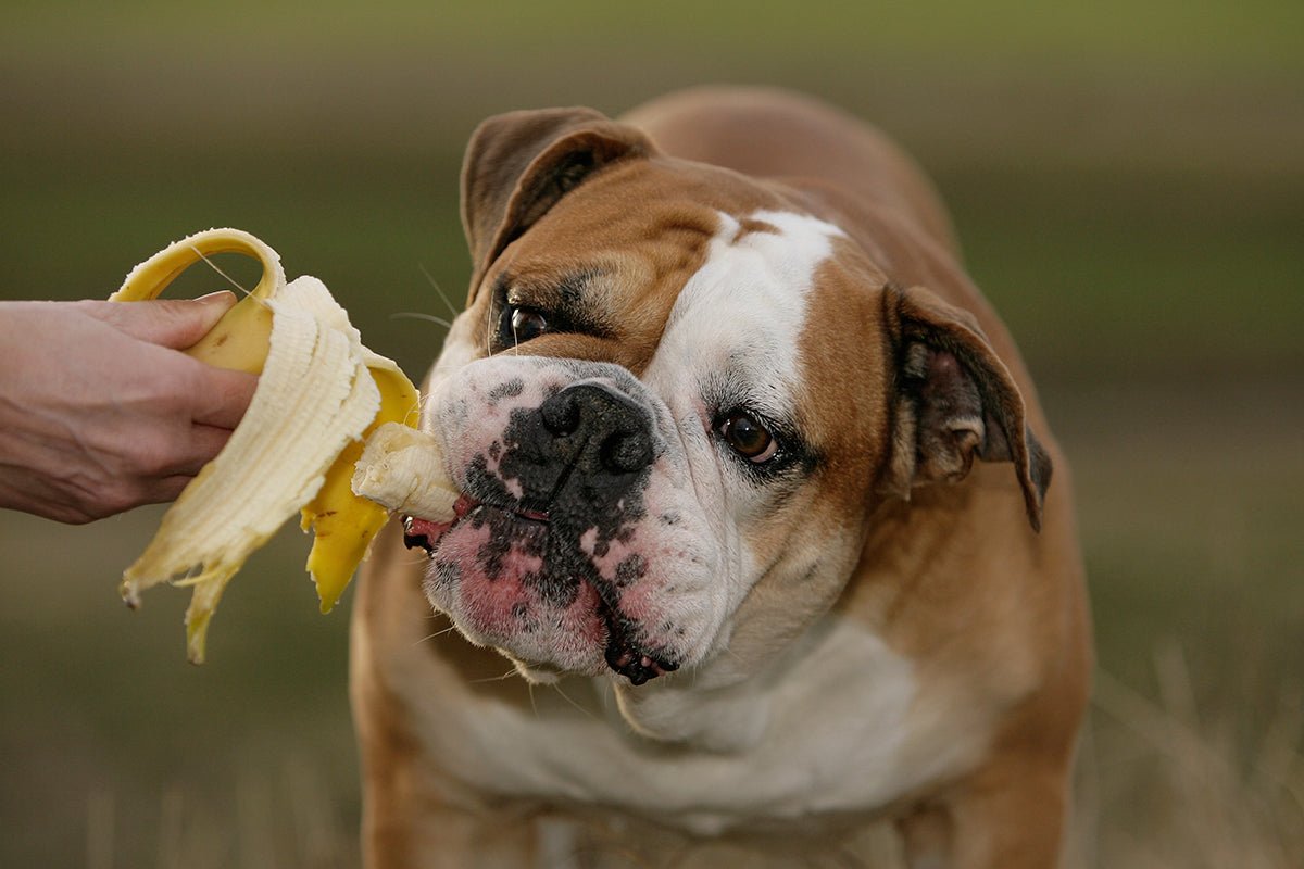 Should Dogs Eat Bananas? - AniForte UK