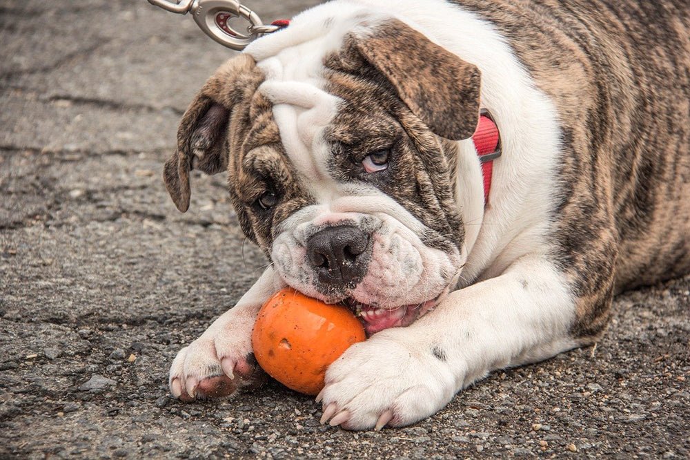 Should dogs eat pumpkin? - AniForte UK