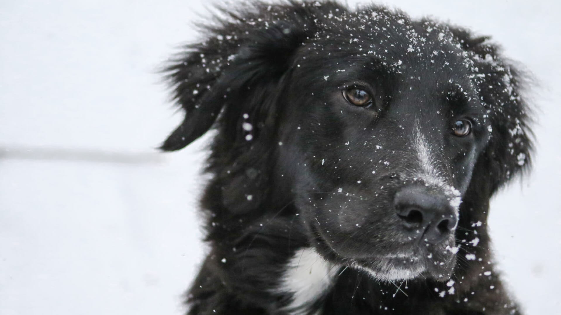 Six Tips to Get Your Dog Ready for Winter - AniForte UK