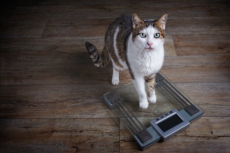 Sugar In My Cat's Food? - AniForte UK