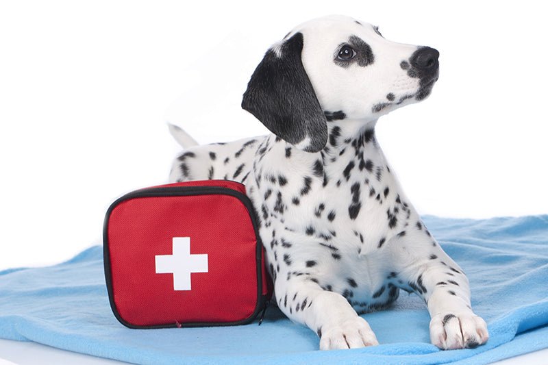 Summer Holiday With Your Dog: Assembling Your First-aid Kit - AniForte UK