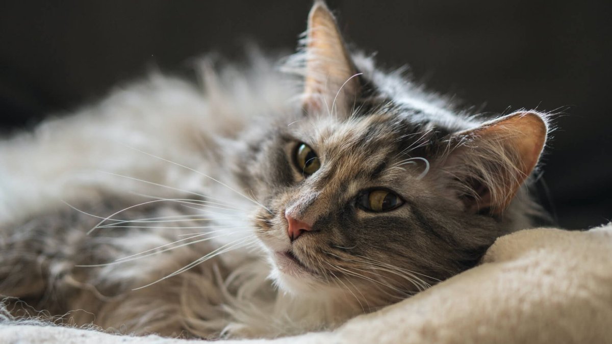 Taurine for Cats: Why It Matters, and How Much They Really Need - AniForte UK