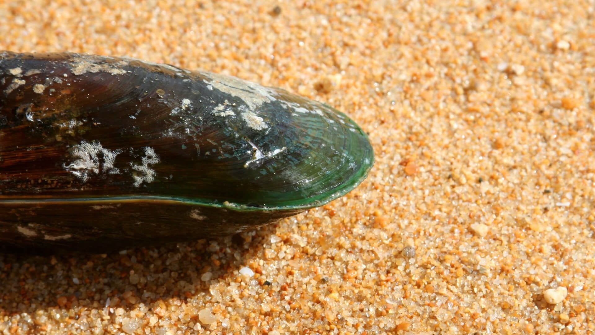 The Amazing Properties of Green-Lipped Mussel Powder - AniForte UK