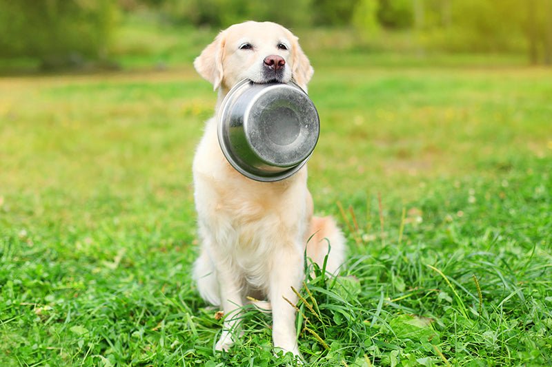 The Incredible Benefits of Dried Vegetable Flakes for Dogs on a Raw Feeding Diet - AniForte UK