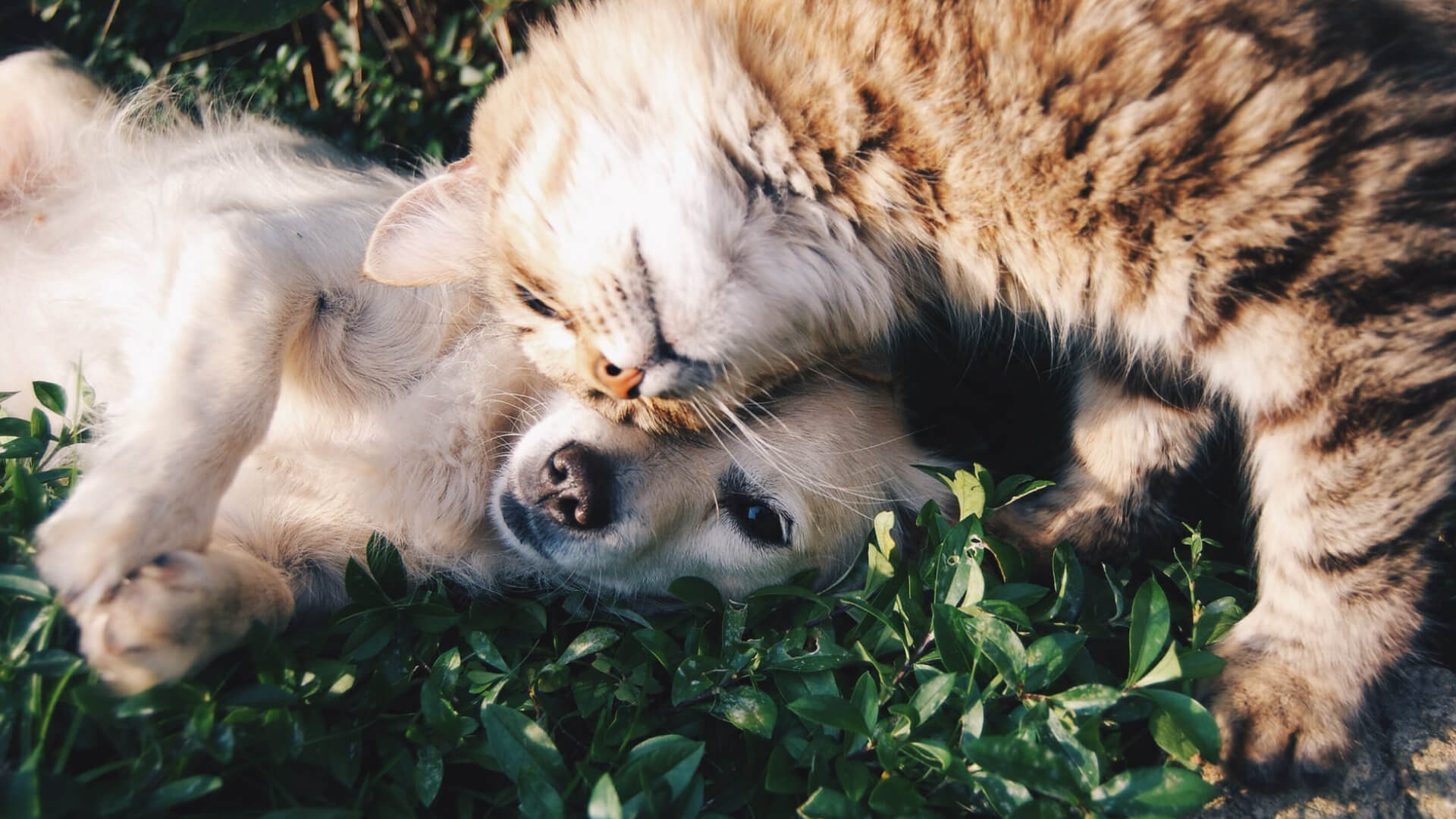 Tick Bites: Tips for Dogs & Cats - AniForte UK