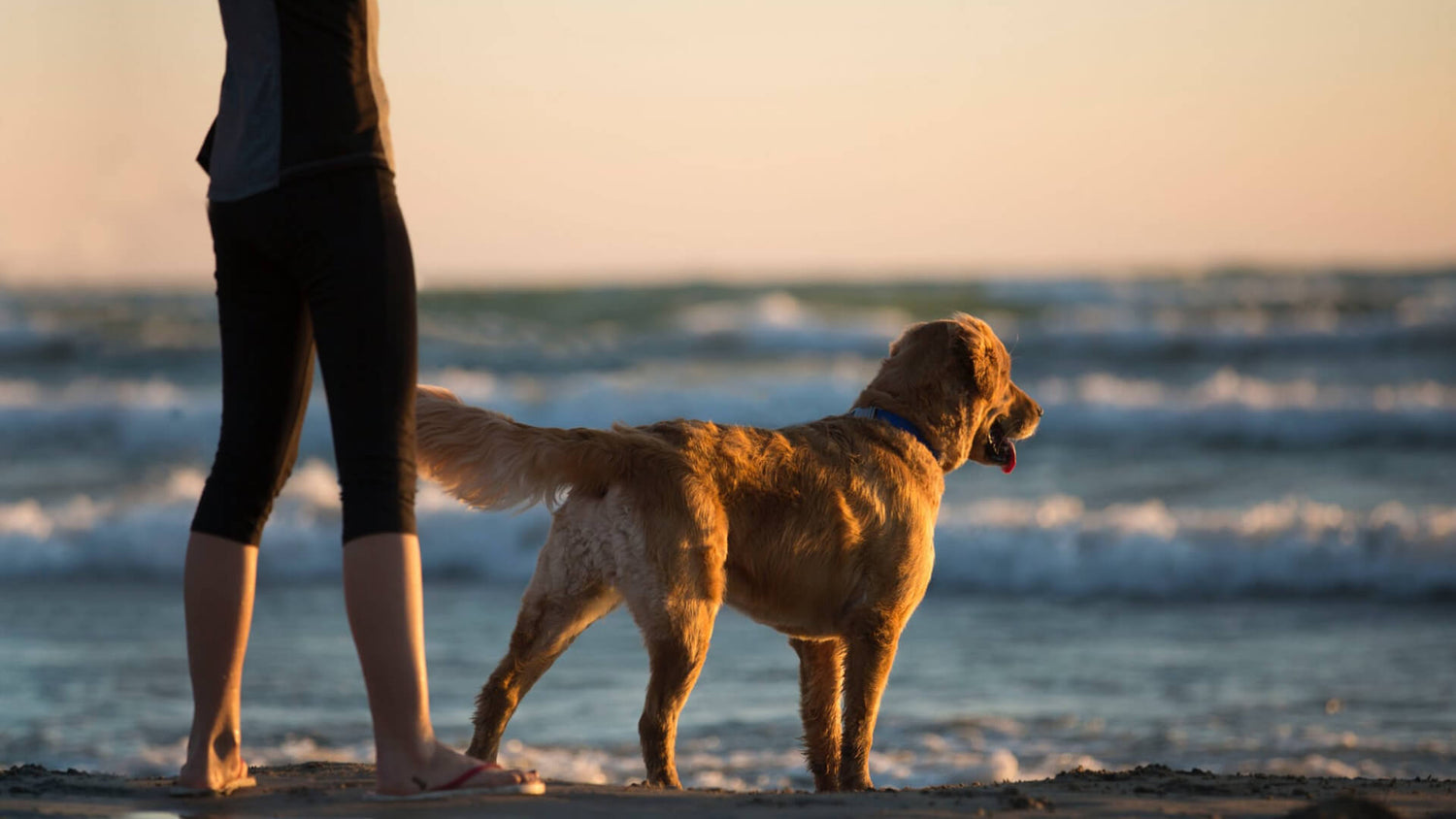 Tips to keep your dog safe and healthy in summer - AniForte UK