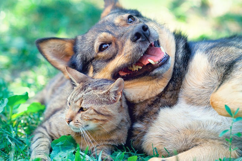 Unleashing the Power of Supplements: Tailored Benefits for Our Beloved Dogs and Cats - AniForte UK