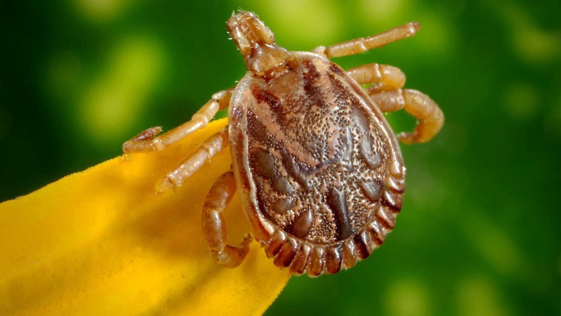 Veterinary Clinic: Ticks - How dangerous is a bite for my dog? - AniForte UK