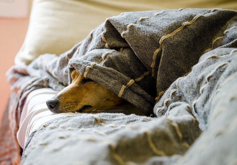 What to do if your dog has a cold - AniForte UK