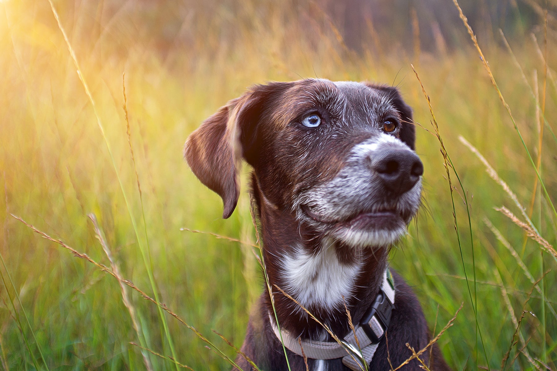 When Does My Dog Count As A Senior? - AniForte UK