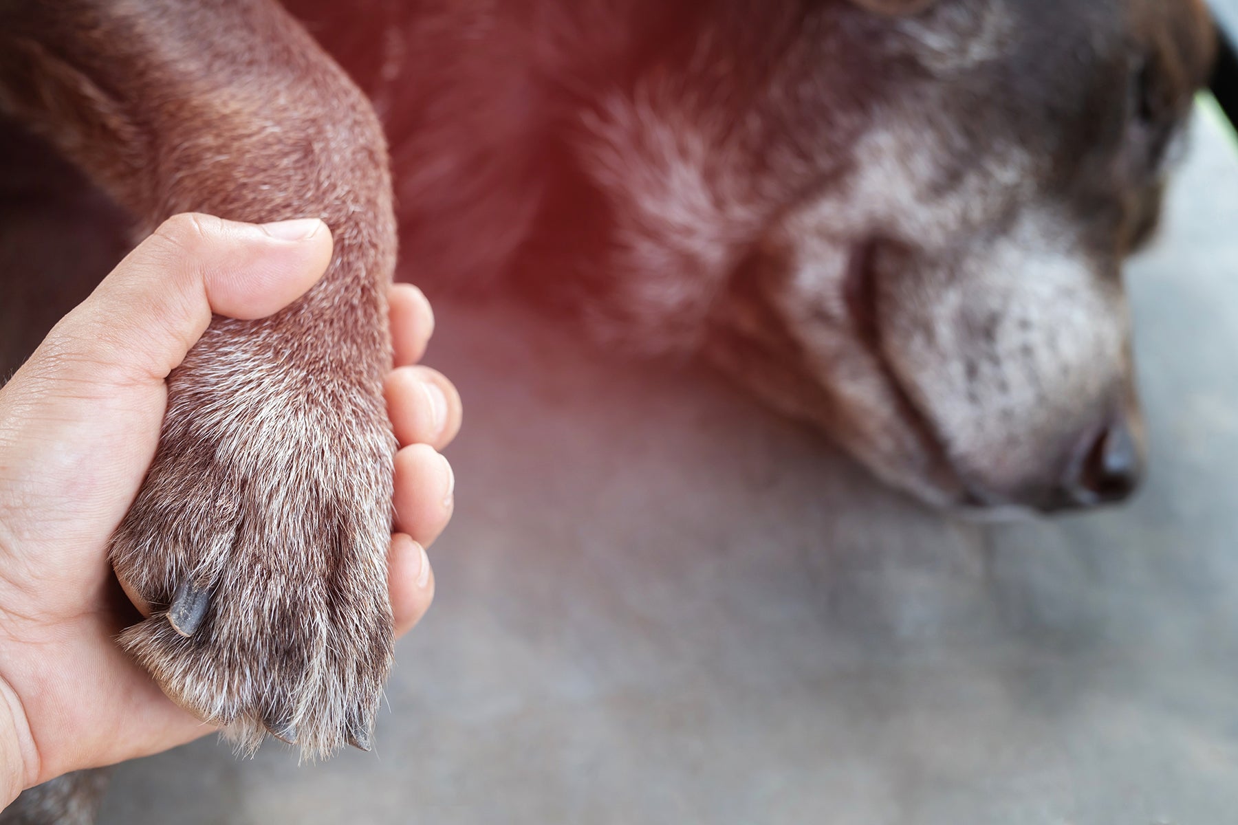 When Dogs Are Limping - Causes And Symptoms Of Musculoskeletal Disorde