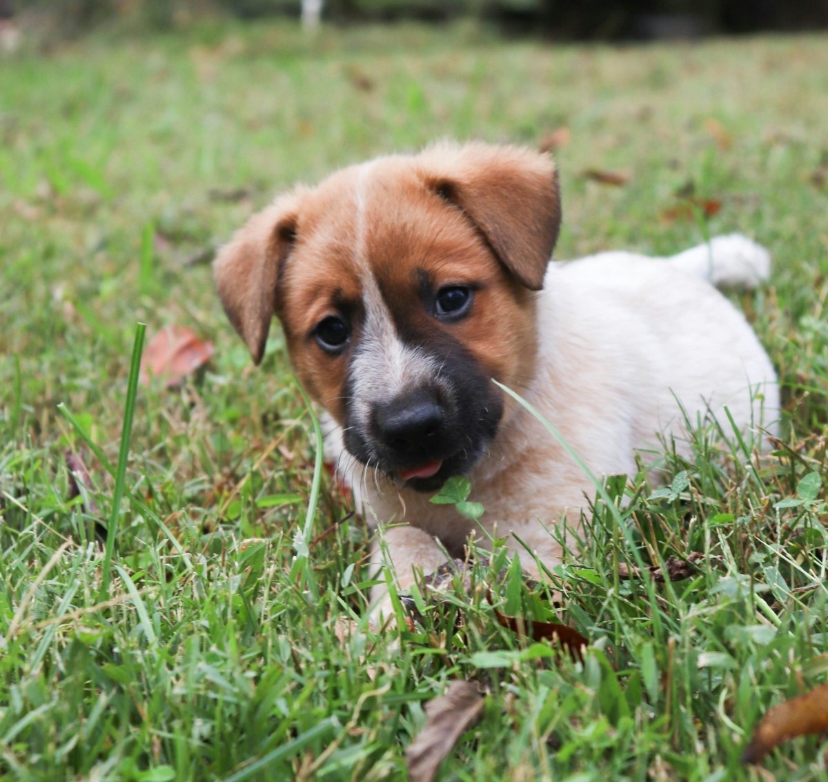 Why Does My Dog Keep Eating Grass? - AniForte UK