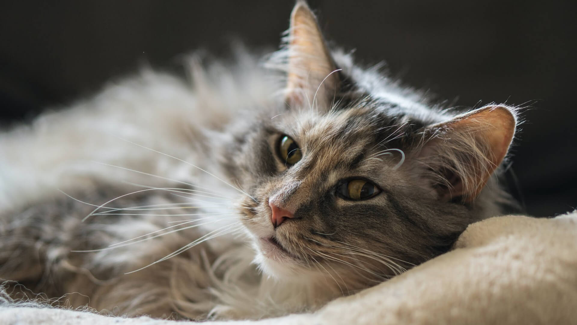 Why is taurine so important for your cat? - AniForte UK