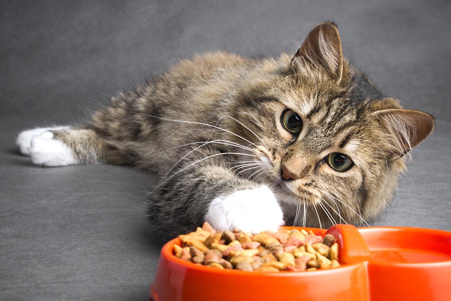 Your cat doesn't eat? Tips and tricks for an increased appetite - AniForte UK