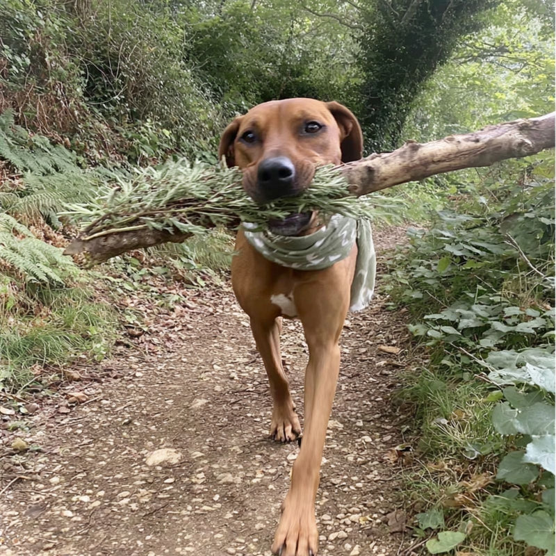 Bear with a huge stick