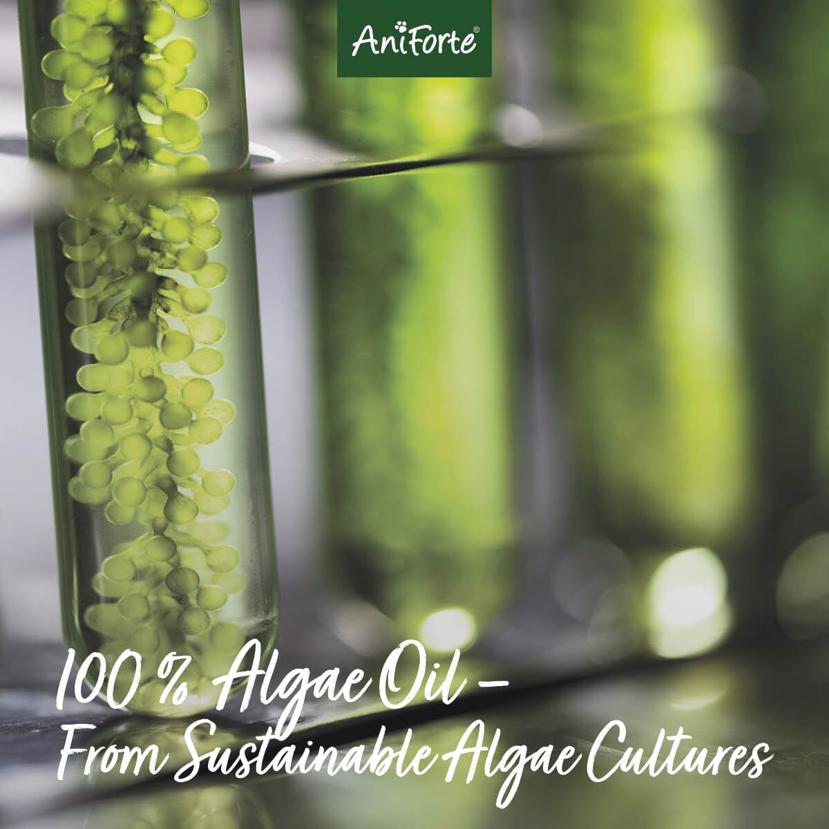 Algae Oil - AniForte UK