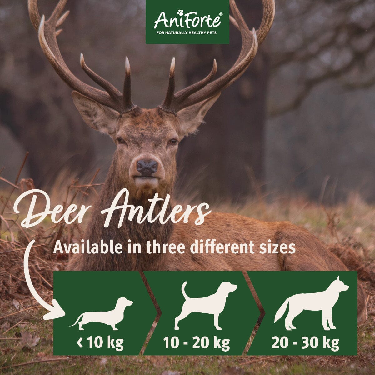 AniForte® Deer Antler - Natural Dental Chew for Dogs - AniForte UK