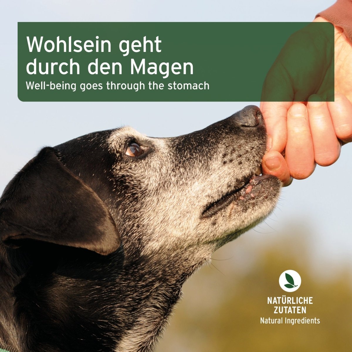 AniForte® Digestion Snack - AniForte UK