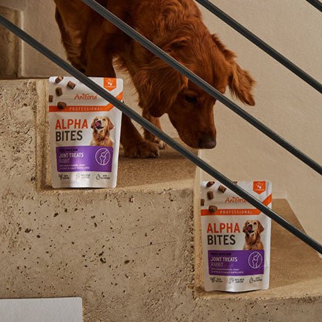 AniForte® Professional Alpha Bites Joints - AniForte UK