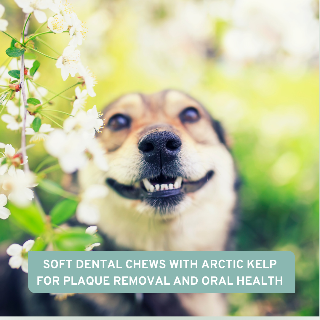 AniForte® Professional Denta Soft - AniForte UK