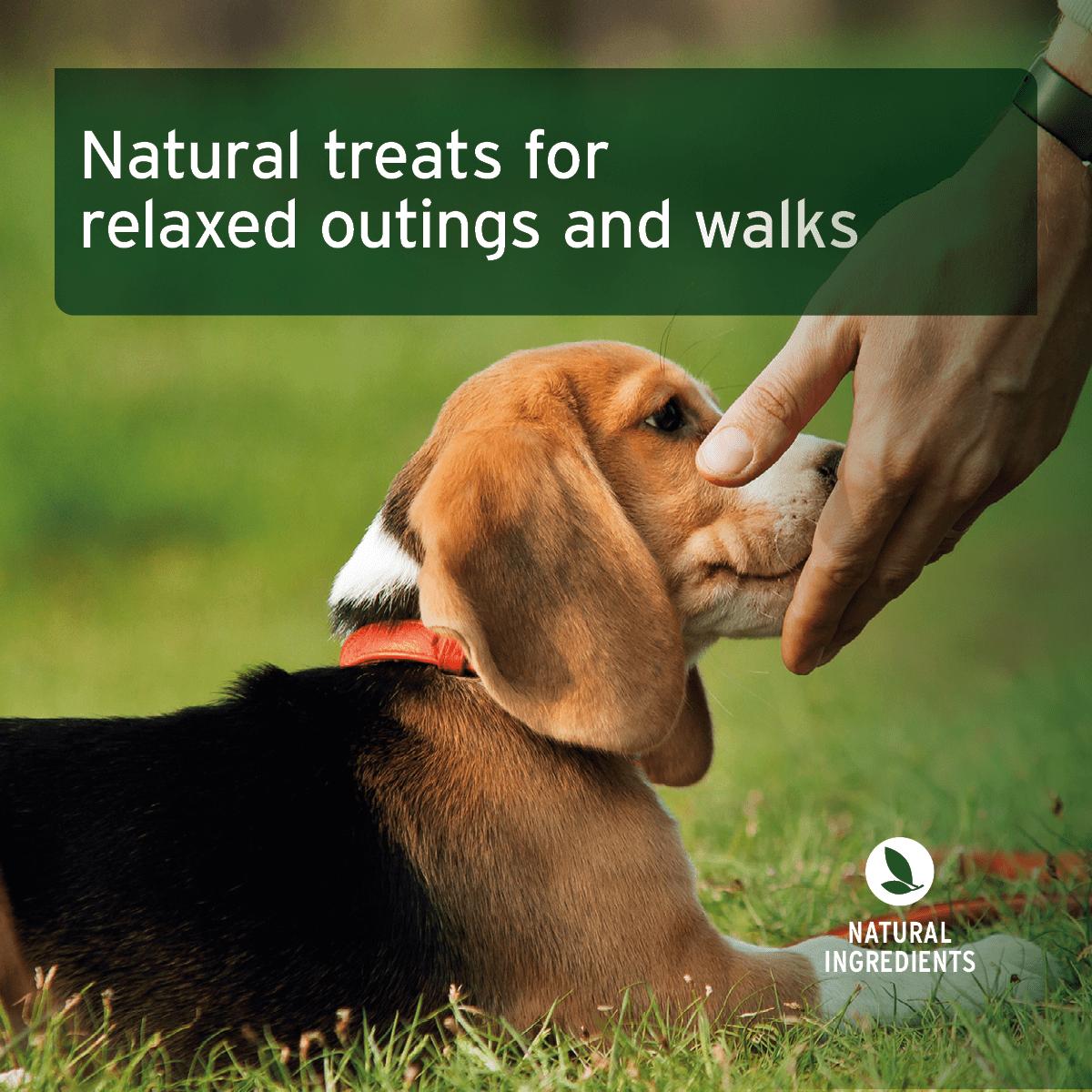 AniForte® Relax Snack - AniForte UK