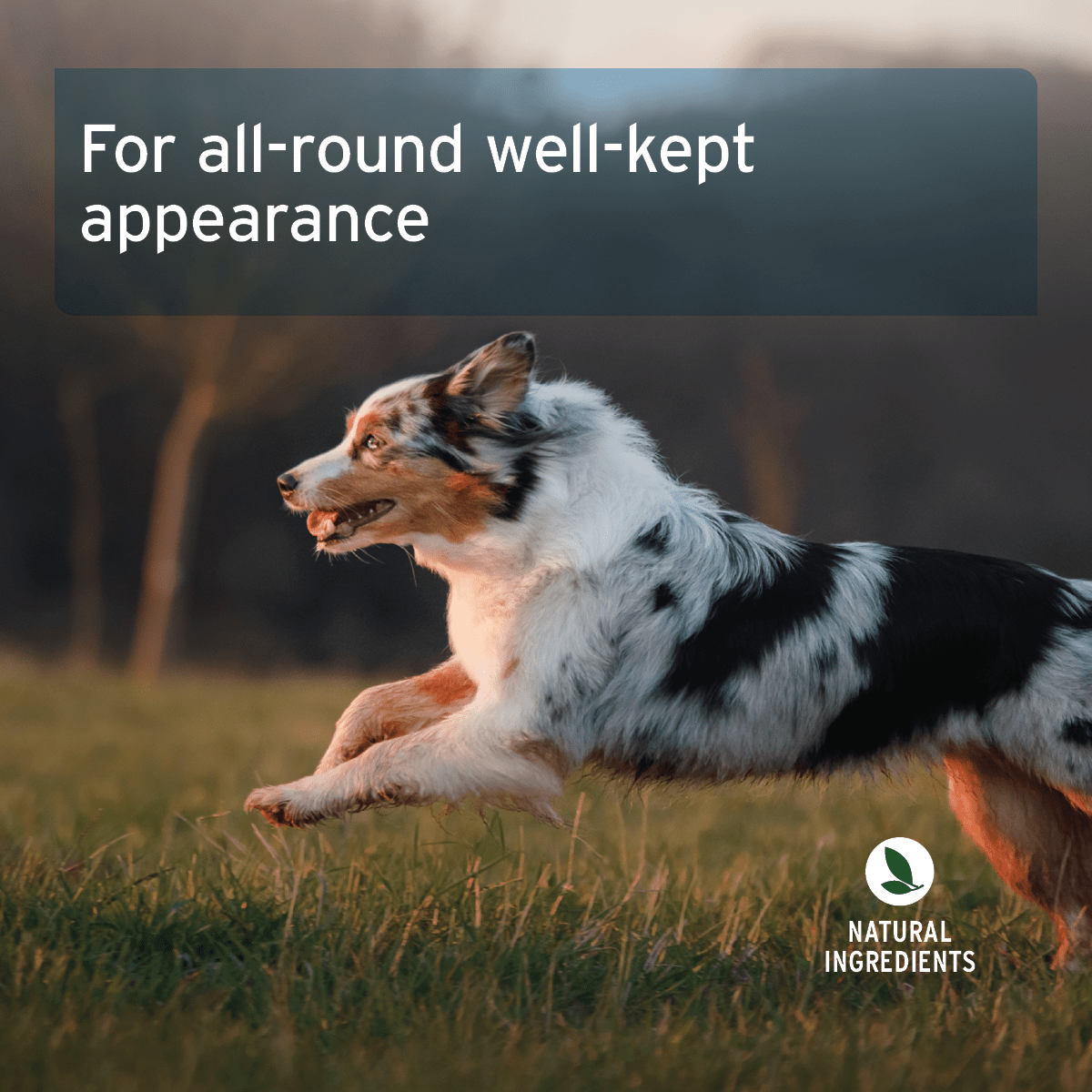 AniForte® Skin and Coat Snack - AniForte UK