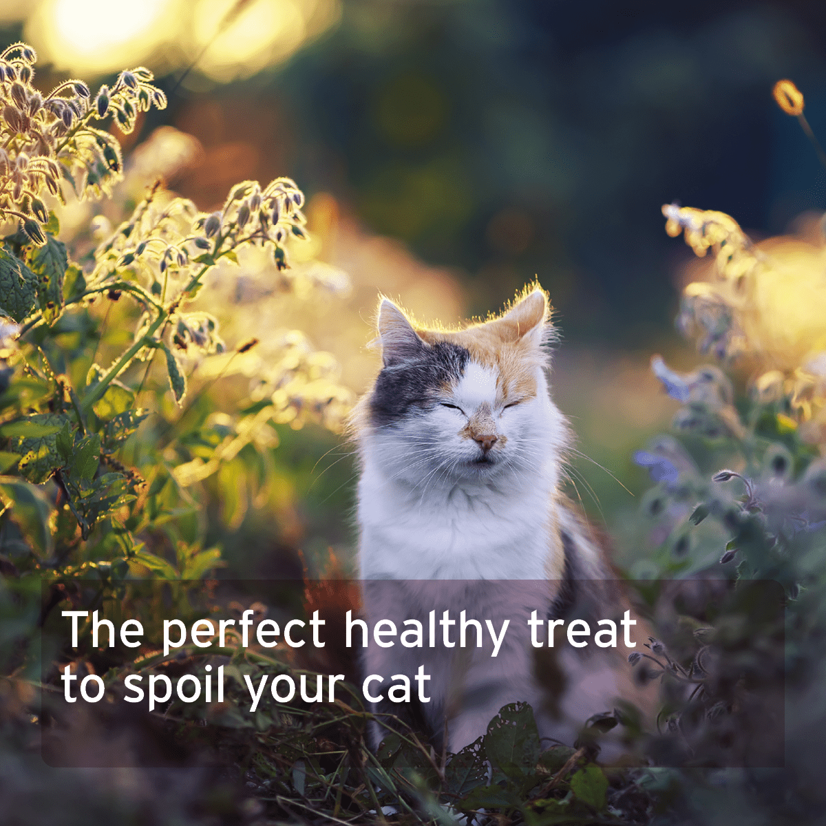 AniForte® Soft Snacks Duck 100g - AniForte UK