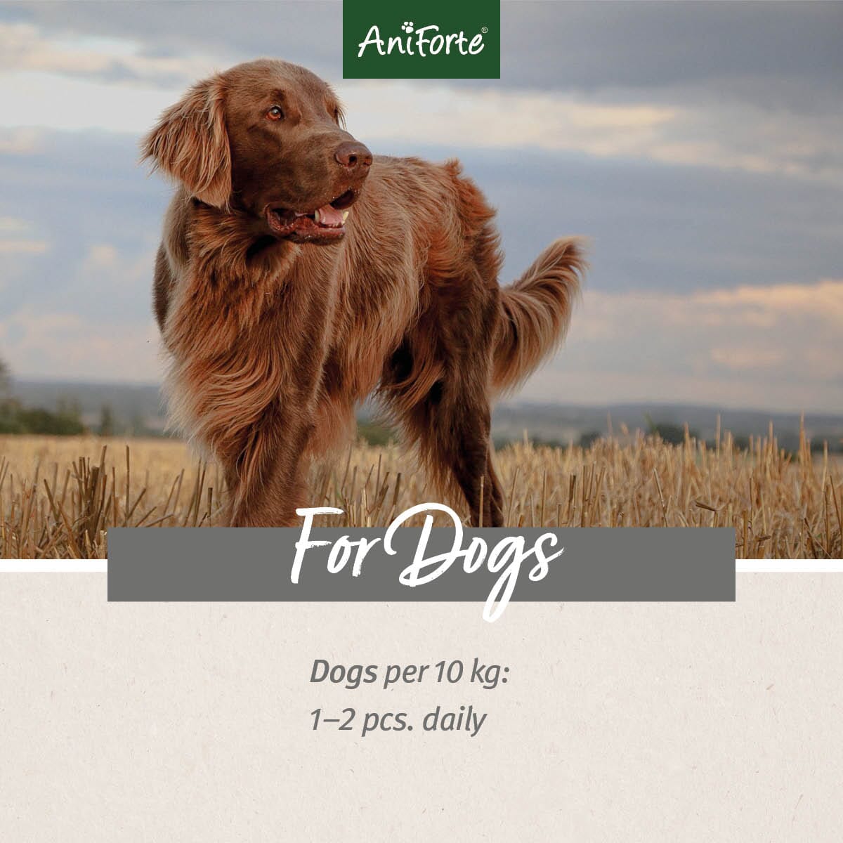 Black Cumin Sticks - AniForte UK