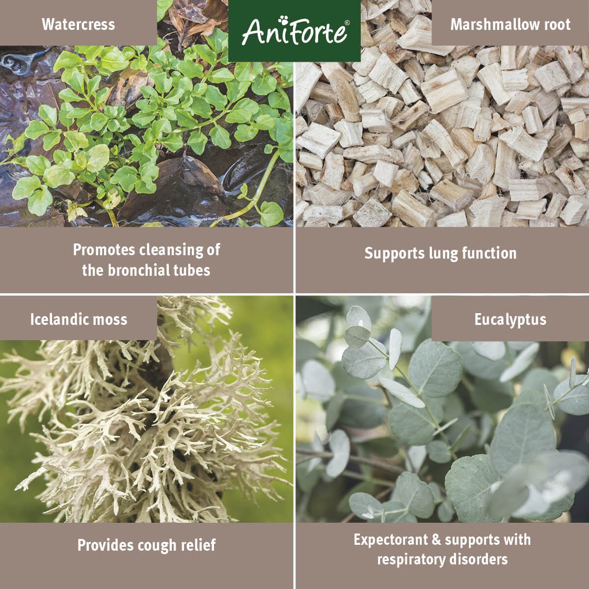 Bronchial Herbs - AniForte UK