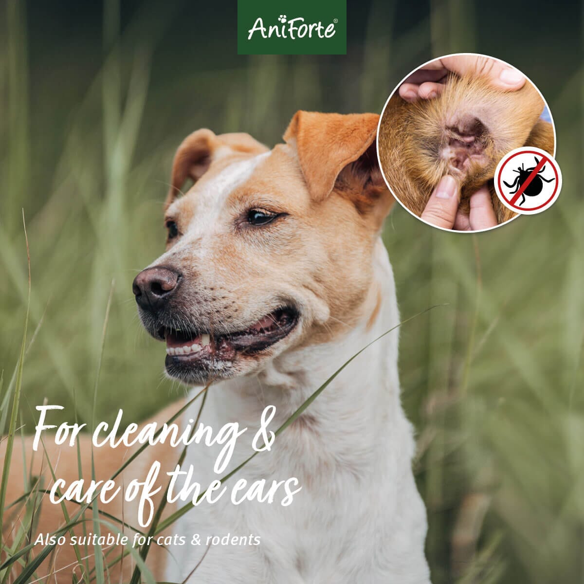 Ear Mite Treatment Oil Drops - available in 2 sizes - AniForte UK