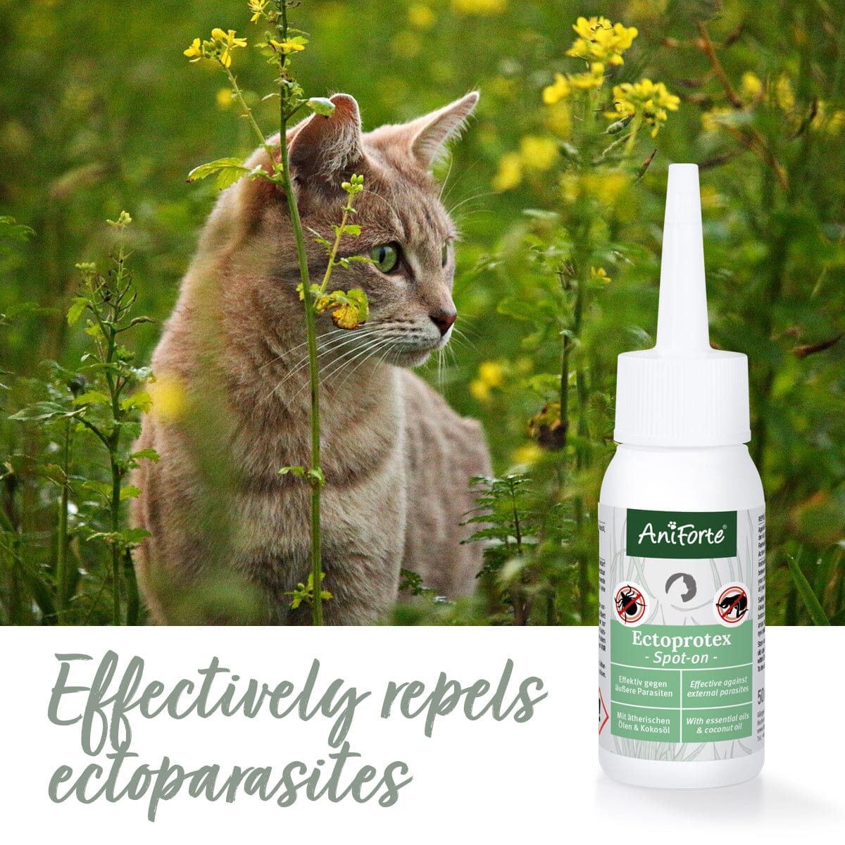 Ectoprotex Cat - 50 ml - Spot-On Tick and Flea Protection - AniForte UK