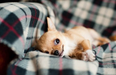 A small dog snuggled up on a tartan blanket