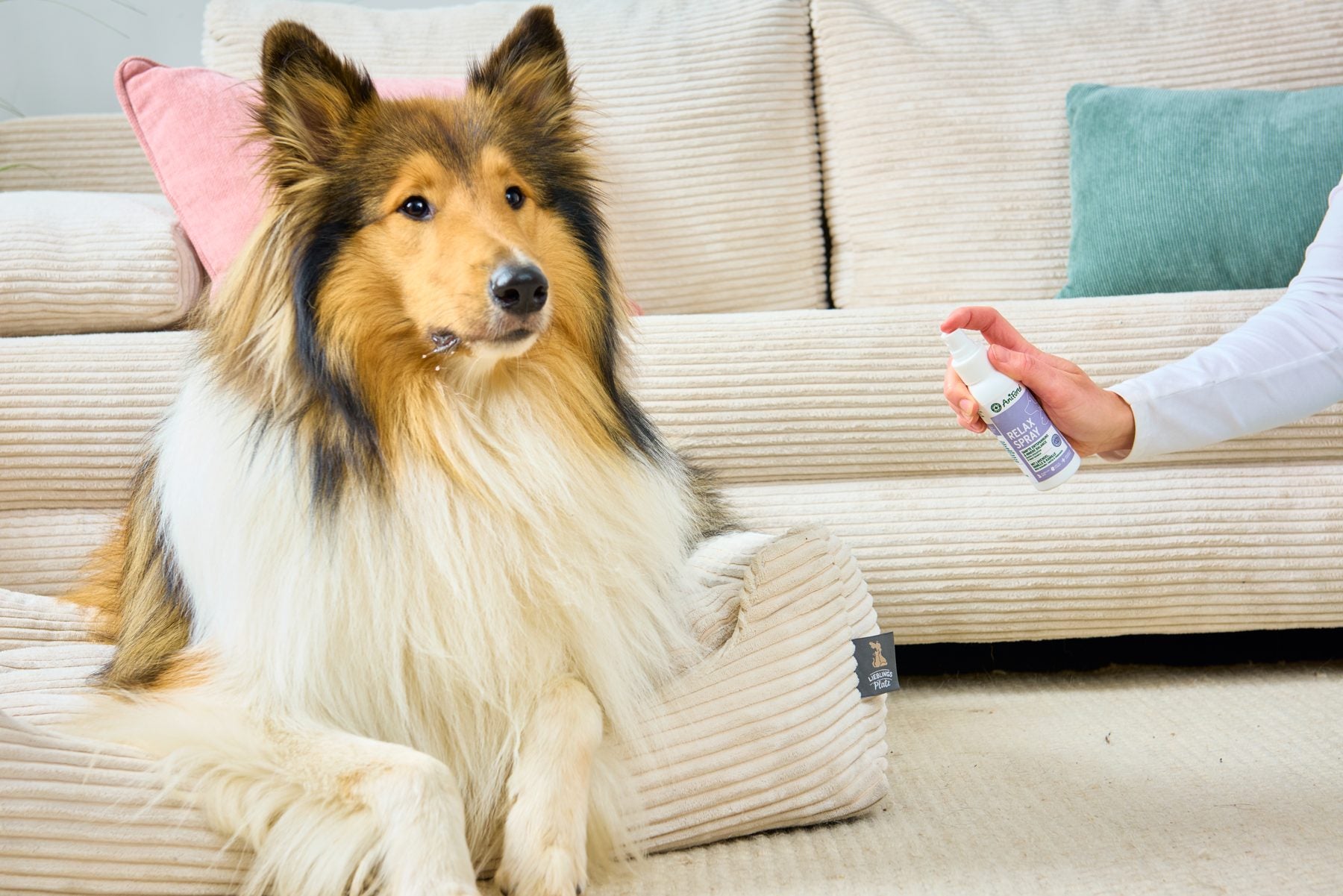 A relaxed rough collie on its bed while an owner sprays AniForte Relax Spray nearby