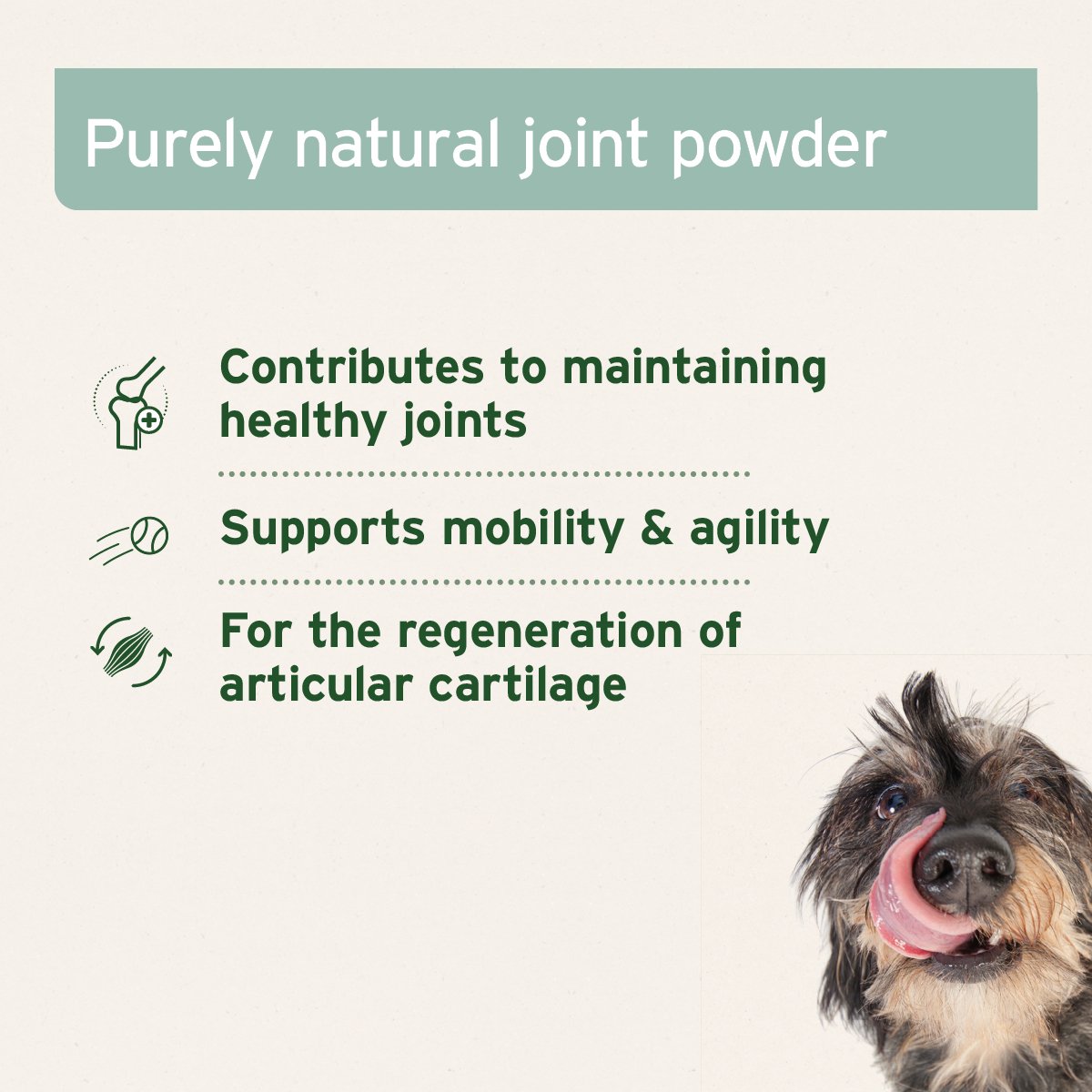 news-1-1 Green Lipped Mussel Powder for Dogs & Cats | Joint Support Supplement