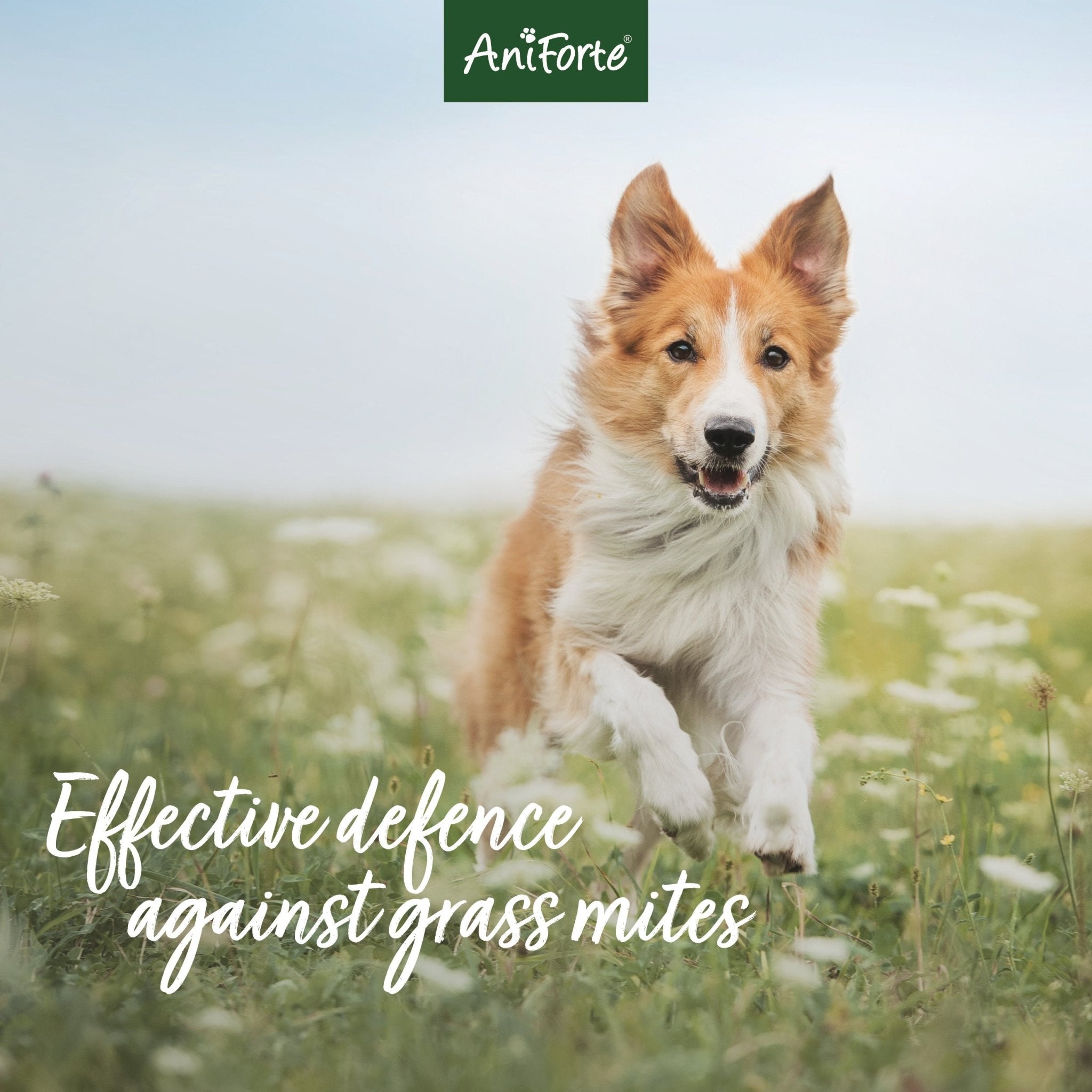 Itchy Skin Spray for Dogs 500ml - Grass Mite Protection - AniForte UK