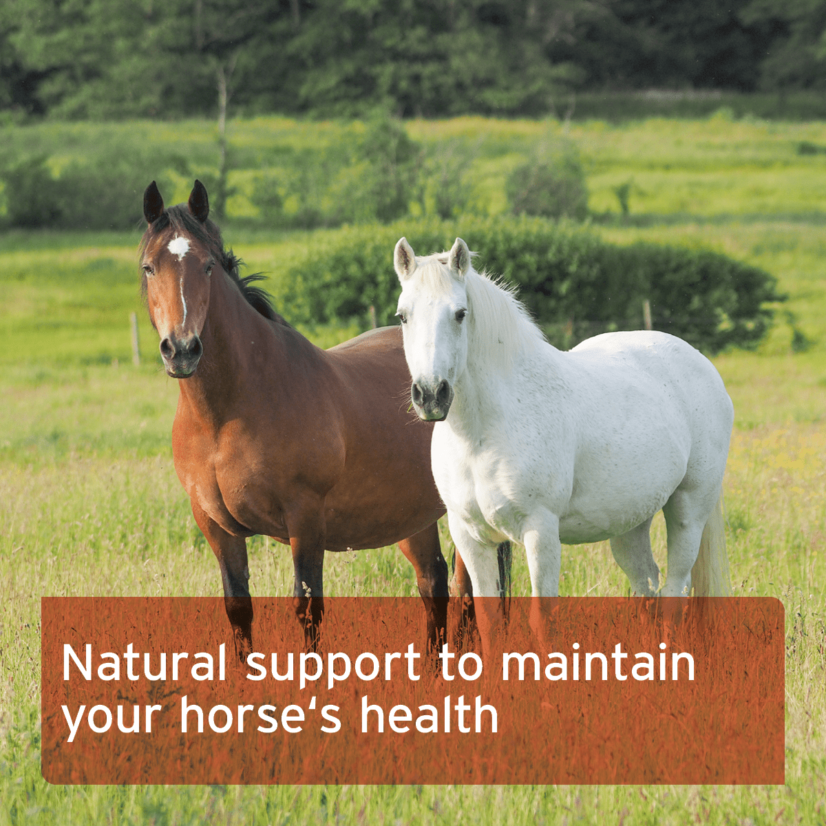 Organic Rose Hips For Horses 1kg - AniForte UK