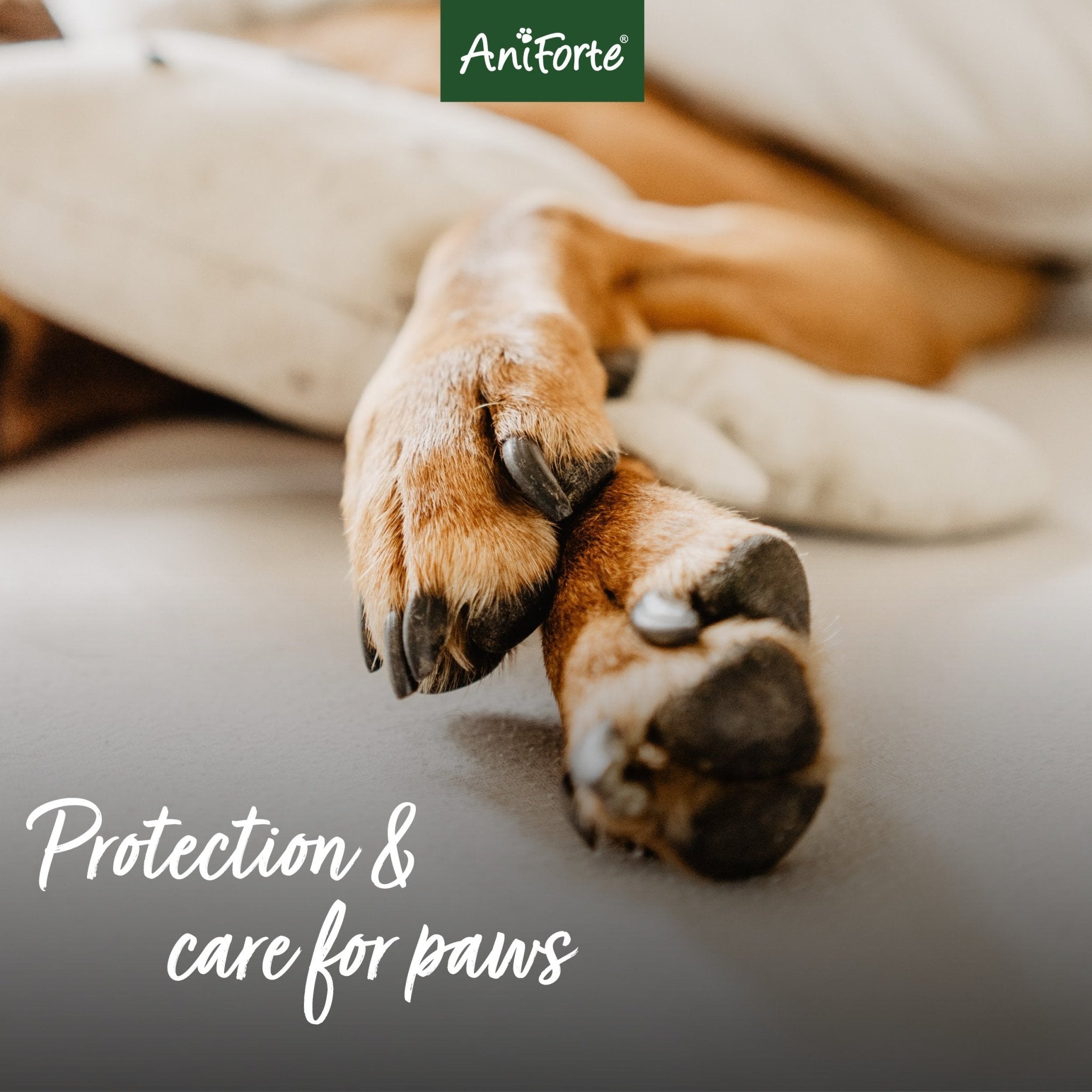 Paw Protection Balm 120ml - Nourishing Cream for Dogs & Cats - AniForte UK