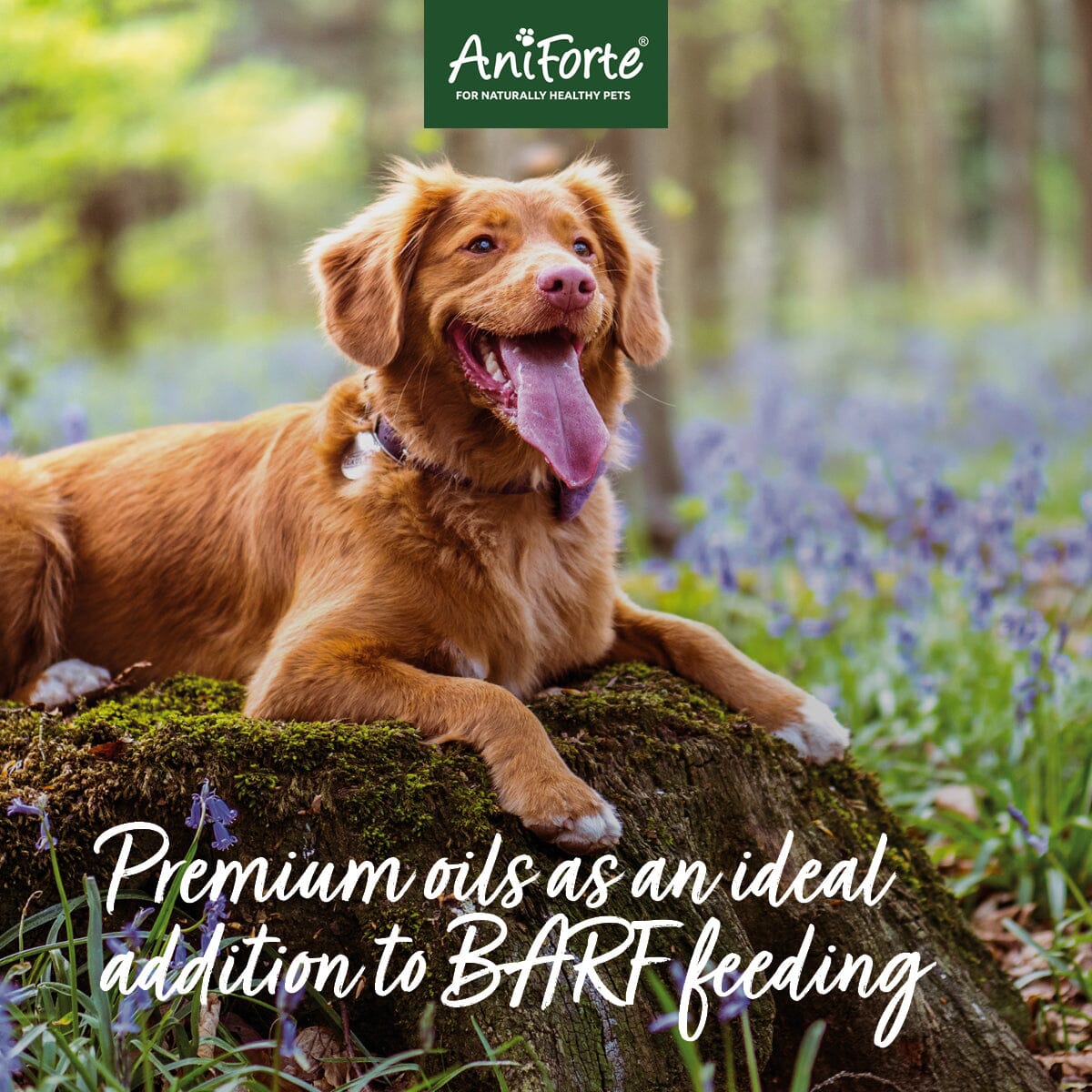 Premium Feed Oil for Dogs - available in 2 sizes - AniForte UK