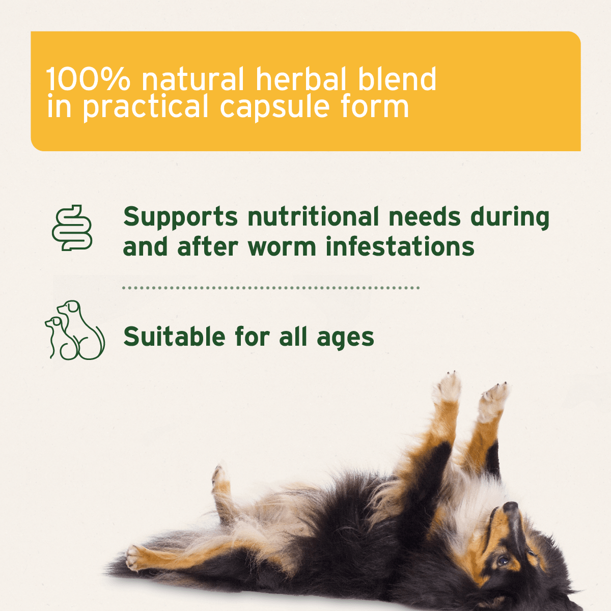 SALE Wermix Capsules for Dogs - 50 Capsules 28/03 - AniForte UK