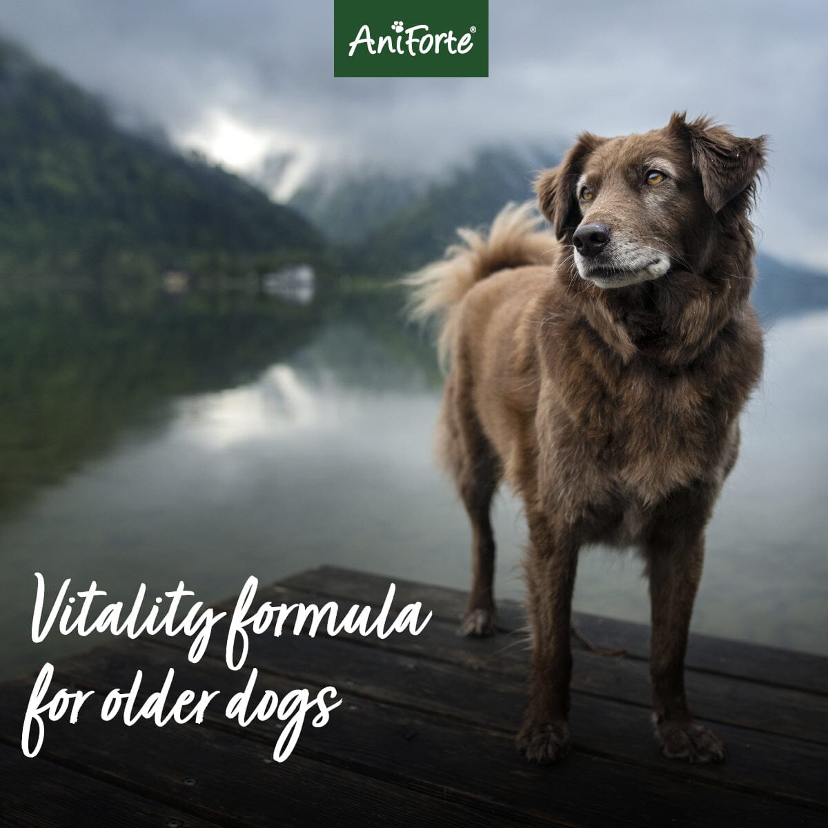 Senior Active Supplement 250g -  Vitality & Agility for Older Dogs - AniForte UK